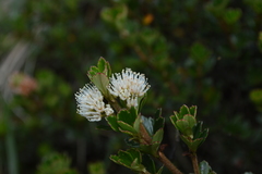 Weinmannia cochensis