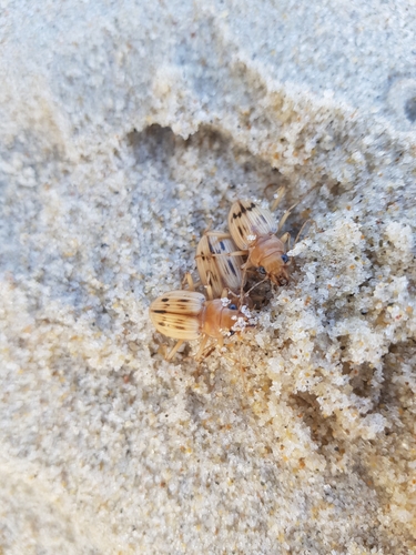 photo of The Beachcomber (Eurynebria complanata)