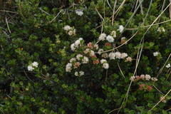 Weinmannia cochensis