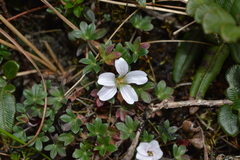 Geranium sibbaldioides sibbaldioides