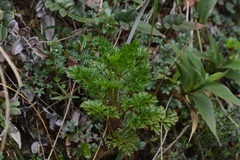 Niphogeton dissecta