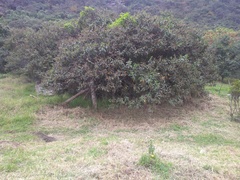 Varronia cylindrostachya