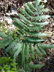 Pteris longipes