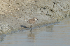 Calidris minuta