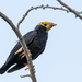 Golden-crested Myna - Photo (c) Wich'yanan L, some rights reserved (CC BY), uploaded by Wich'yanan L