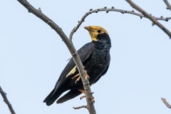 Ampeliceps coronatus