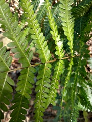 Pteris longipes