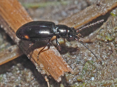 Bembidion doris