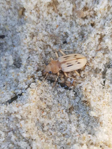 photo of The Beachcomber (Eurynebria complanata)