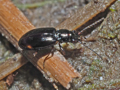 Bembidion doris