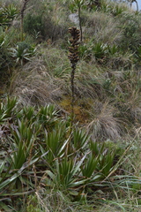 Puya nitida