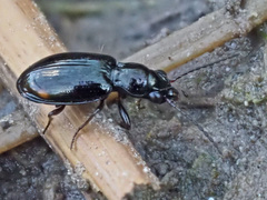 Bembidion doris