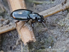 Bembidion doris