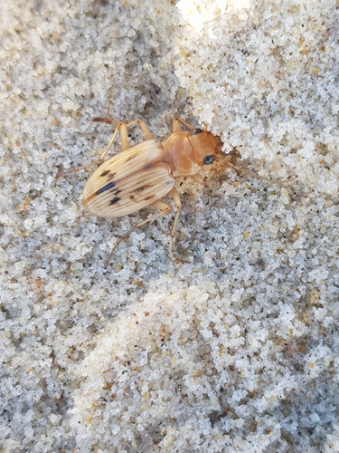 photo of The Beachcomber (Eurynebria complanata)