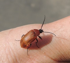 Pseudocistela ceramboides