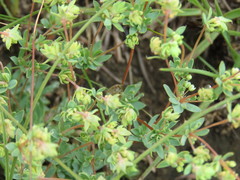 Psammotropha mucronata mucronata