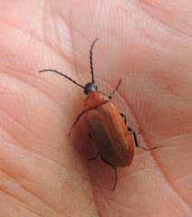 Pseudocistela ceramboides