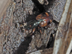 Bembidion articulatum