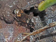 Bembidion dentellum