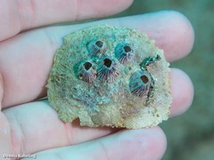 Pododesmus patelliformis