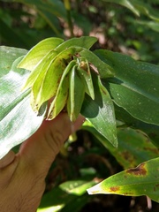 Commelineae