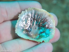 Pododesmus patelliformis