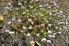 Acmella alba