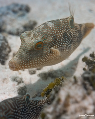 Canthigaster petersii