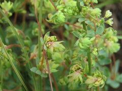Psammotropha mucronata mucronata
