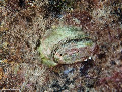 Pseudochama gryphina