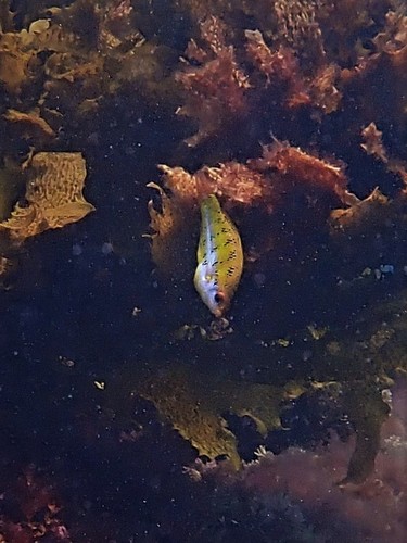 Allen's wrasse (Dotalabrus alleni) — Labridae