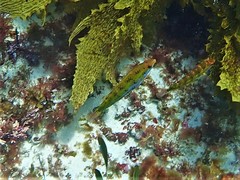 Allen's Polly photo 4