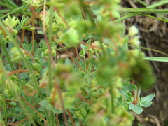 Psammotropha mucronata mucronata