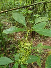 Psychotria grandis