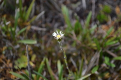 Oritrophium peruvianum