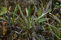 Oritrophium peruvianum