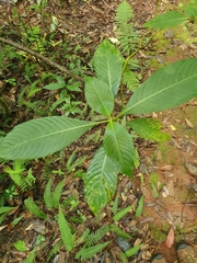Psychotria grandis
