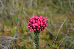 Gentianella fastigiata