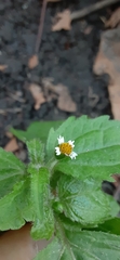 Galinsoga quadriradiata