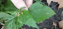Galinsoga quadriradiata