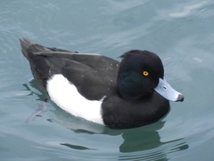 Aythya fuligula