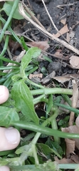 Galinsoga quadriradiata