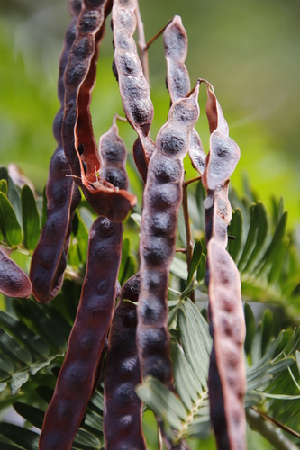 Image of Acacia schinoides by (c) Tony Rebelo, some rights reserved (CC BY-SA)