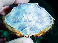 Cronius ruber