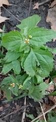 Galinsoga quadriradiata