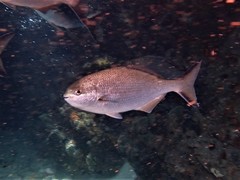 Kyphosus cornelii