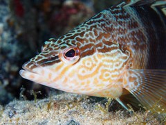 Serranus papilionaceus