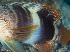 Serranus papilionaceus