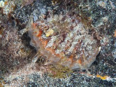 Pinna rudis