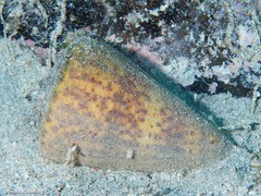 Conus canariensis